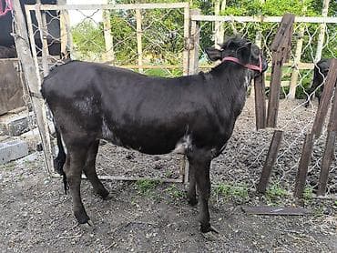 уй жаныбары: Сатам | Кунаажын | Швиц | Бордоп семиртүү үчүн | Байланган — 9