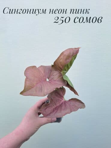 орхидеи сколько стоят: • Комнатные растения (укоренённые черенки/детки/молодые — 10