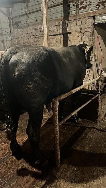 корым: Продаю | Бык (самец) — 5