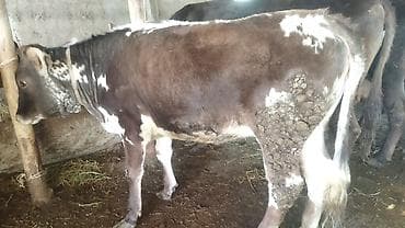 животные на продажу: Продаю | Тёлка | На откорм | Нетель — 5