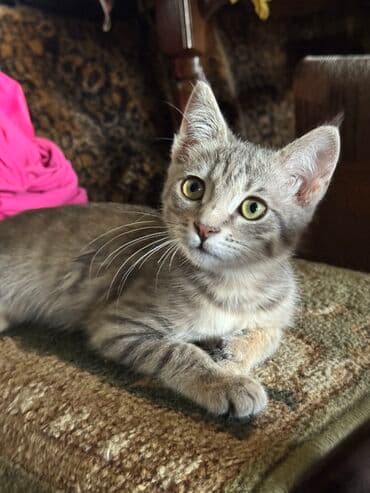 купить немецкую овчарку в бишкеке: Беспородная, 4 месяца, Мальчик, Серый, Метис, Приучена к лотку, Проглистована — 2