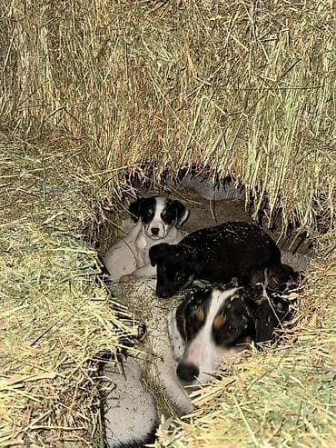 Услуги ветеринара: 4 Кучук сатылат оптом алсаныз энеси подарок кучуктун энеси ахотничий — 4