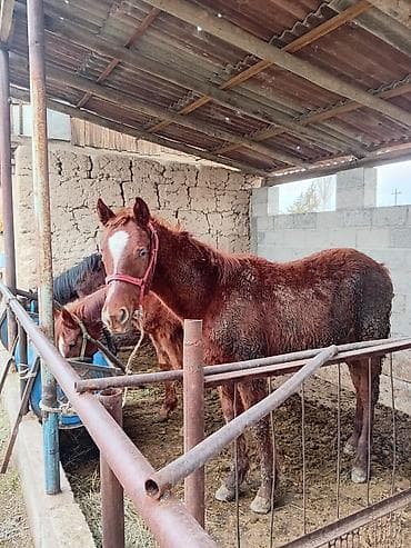 сибирская дымчатая кошка: Продаю | Баран (самец) | Арашан — 2