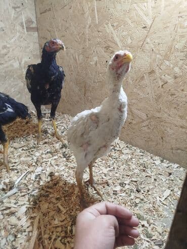 резиновые маты для крс цена в бишкеке: Продаю | Куры — 4