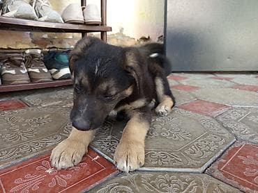 ат жаныбар: Ит бекер берилет: Жөнөкөй ит, 3 айлык, Эркек — 4