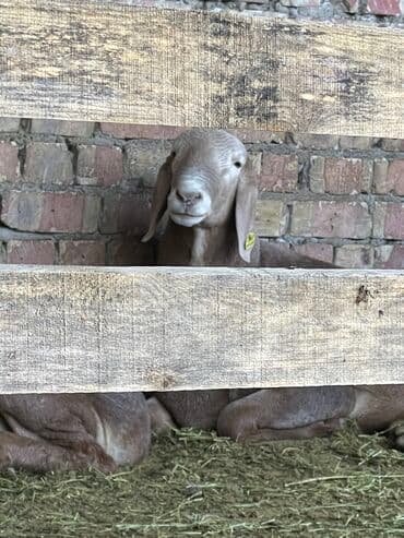 продам козу дойную: Продаю | Овца (самка) | Для разведения — 7