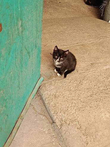 британские котята черные: Котята, помёт из трёх малышей: - Чёрный короткошёрстный котёнок с — 3