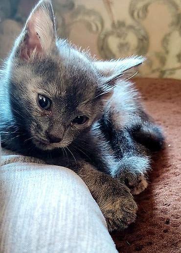 Кошка даром: Беспородная, 2 месяца, Девочка at lalafo.kg Кошка даром: Беспородная, 2 месяца, Девочка