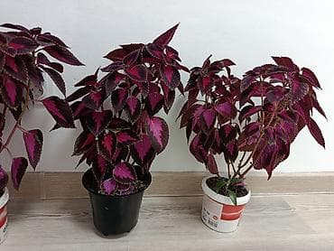 Колеус (декоративная крапива) с яркой листвой бордово‑малиновых at lalafo.kg Колеус (декоративная крапива) с яркой листвой бордово‑малиновых