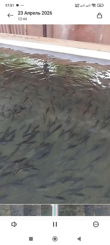 бу аквариум: Форель радужная, на дорост мальки 30гр. 150гр. 500гр — 3