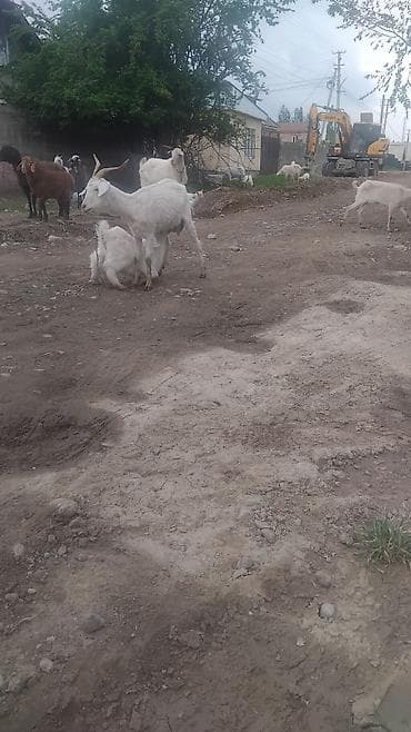 кролики каракол: Сатам | Эчки (ургаачы) | Нубий | Көбөйтүү үчүн | Бооз — 2