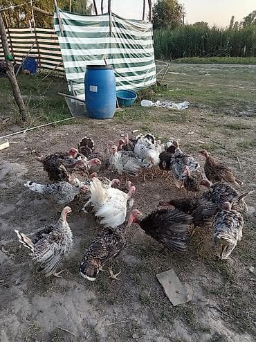 Животные: Продаю | Индюшата | Для разведения — 3