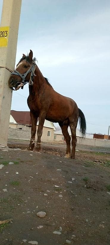 жылкы бе: Сатам | Байтал | Ат спорту — 4