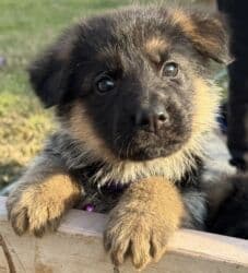 золотистый ретривер цена бишкек: 🐾 Щенки немецкой овчарки 🐾 Продаются красивые, породные щенки — 10