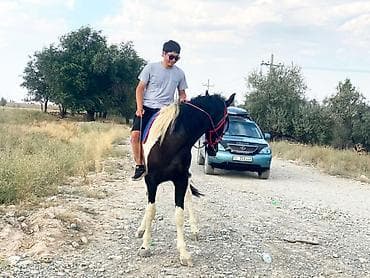 аргентинский док: Сатылат кунан 2. жаш — 3