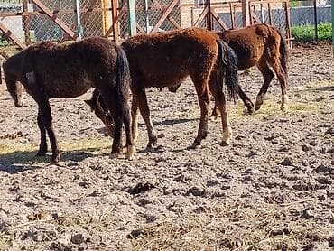 животные собака: Продаю | Жеребенок | Для разведения — 10