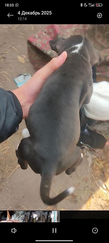 Отдам даром собаку: Питбуль, 2 месяца, Самец — 1