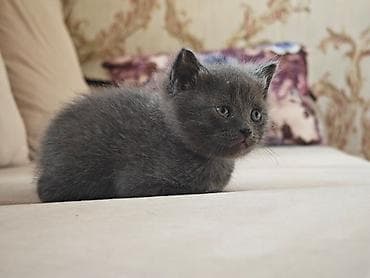 рысь кошка: 1 месяц, Мальчик, С прививками — 1