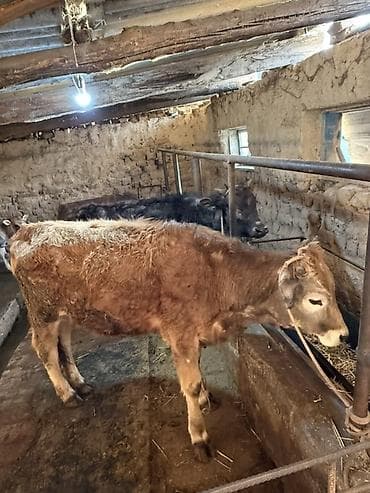 богоз кой: Продаю | Музоо, торпок | Полукровка | На откорм | Привязанные — 4