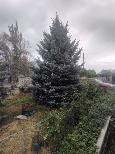 декор зелень: Предлагаются голубые ели, отличающиеся характерным сине-зеленым — 1