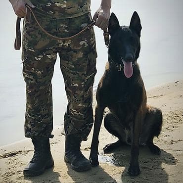 Вязка: Бельгийская овчарка, Самец, 4 года, С прививкой, С родословной