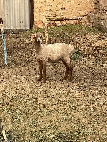 куплю козы: Продаю | Ягненок | Для разведения — 4