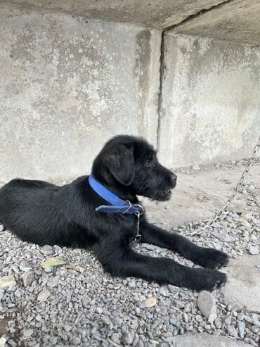 мейн кун бишкек 😺 питомник lyubushka 🐈 купить котенка 🐾 цена фото: Дратхаар, 4 месяца, Самка — 4
