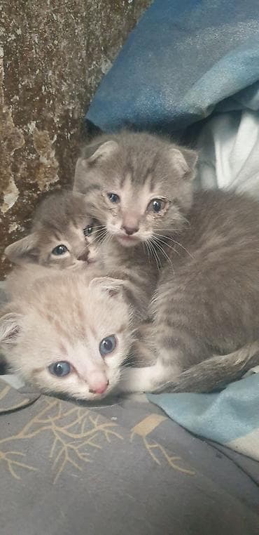 кошка шотланская: Котята, домашние мурлыки одна штука 100сом приучены милый - Порода — 4