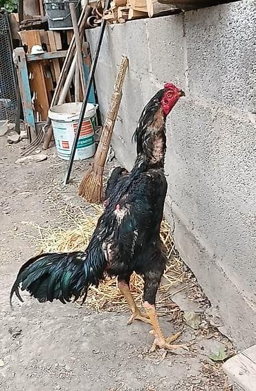 А/ч жаныбарлары үчүн тоюттар: На продаже петух породы дакан Шамо — 3