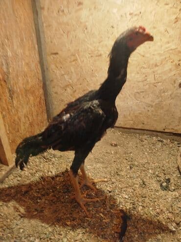 Дакан жожо короз сатылат активный алмашу жолдору бар адрес Бишкек