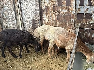 шотландская кошка бишкек: Продаю | Баран (самец) | Арашан — 3