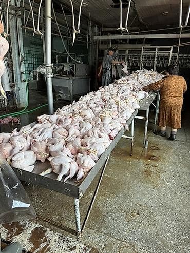 Цельные потрошёные тушки цыплят-бройлеров - Формат: целая тушка без at lalafo.kg Цельные потрошёные тушки цыплят-бройлеров - Формат: целая тушка без