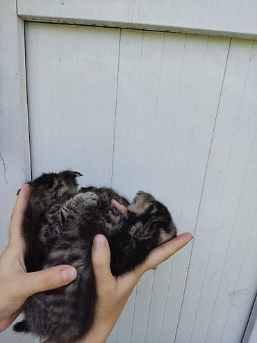 Продажа кошек: Скотиш Фолд (Шотландская вислоухая), 1 месяц, Девочка — 6