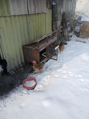 сөөл жан: Продам кролятник .сделанный из трубы и высечки. сделан копииально — 5