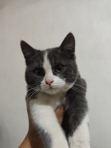 питомник кошек: Отдам бесплатно в добрые руки. 3.5 месяца. Мальчик. Очень подвижный — 1