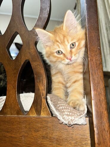 купить кота в бишкеке: Кошка даром: Беспородная, 3 месяца, Мальчик — 3