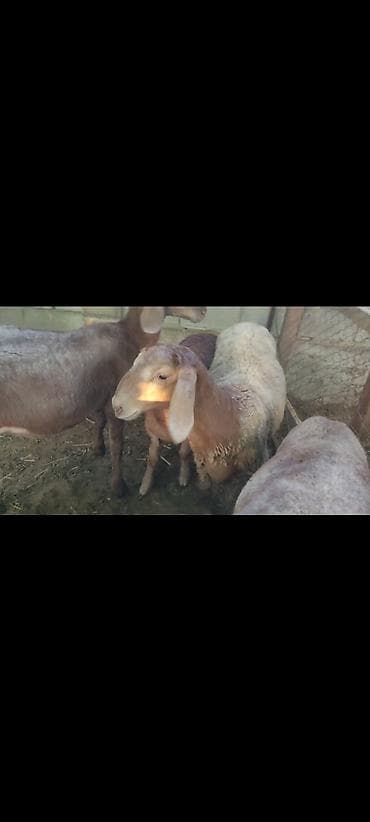 Продаю | Овца (самка) | Для разведения | Племенные at lalafo.kg Продаю | Овца (самка) | Для разведения | Племенные