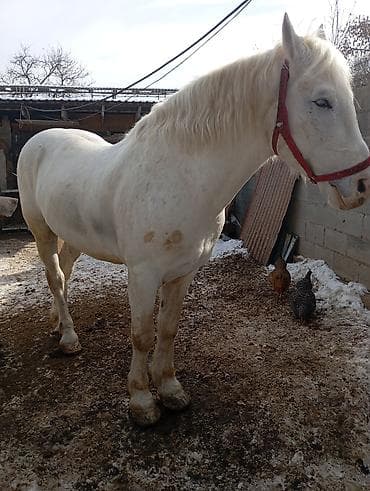 ковчег приют для животных бишкек: Продаю | Жеребец — 4