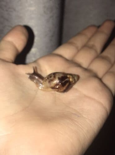 Ветеринар кызматы: Срочно!!! Продаются улитята ахатин ретикулята, альбинос и — 2