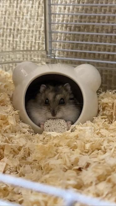 номер приюта для животных бишкек: Продам джунгарского хомичка,домашний,милый,спокойный — 1