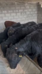 Продаю | Музоо, торпок, Бык (самец) | Шароле, Абердин-ангус | Искусственник