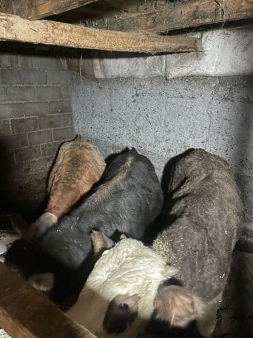 коён ош: Сатам | Бука (эркек) | Симментал | Бордоп семиртүү үчүн — 5