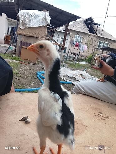 дакан цыпленок: Продаю | Цыплята | Бойцовая | Для разведения — 9