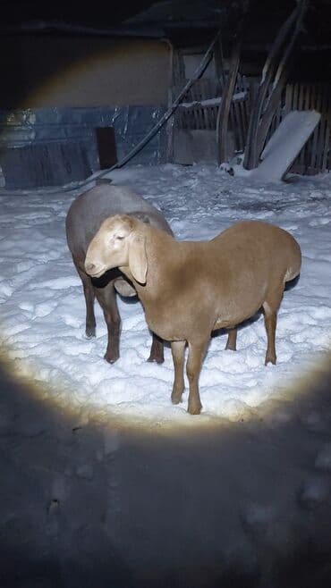 объявления о найденных животных: Продаю | Ягненок, Баран (самец) | Арашан | Для разведения | Племенные, Осеменитель — 6
