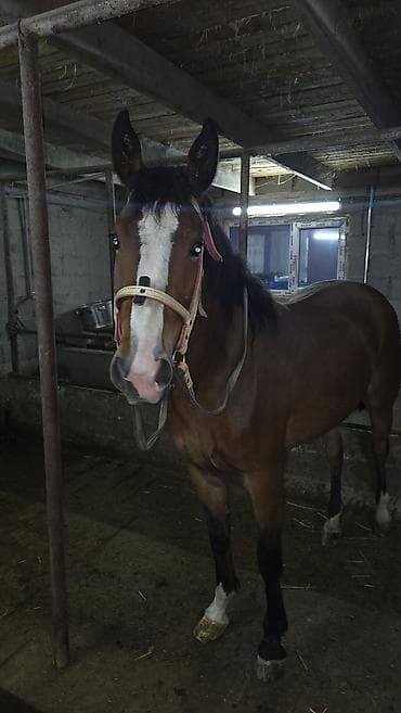 лошадь цена: Продаю | Кобыла (самка) | Для разведения — 2