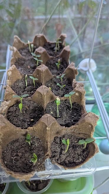 aloe vera: Семена Медовой китайской дыни (ароматная круглая дыня диаметром до 12 — 4