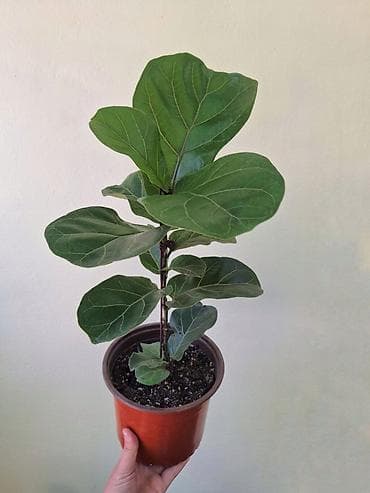 Фикус лирата (Ficus lyrata), молодое растение в горшке. - Высота — 2