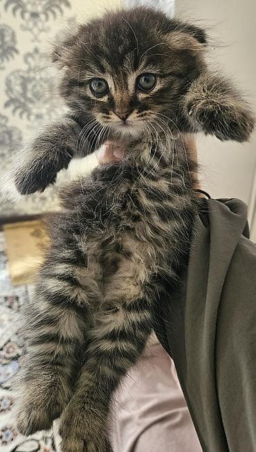 Мышыктар: Ищем дом девочке с пушистой табby-шерстью и ярко‑голубыми глазами — 1