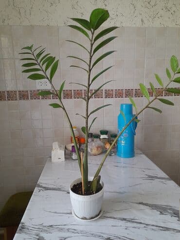 каллы цветы: Замиокулькас, также известный как долларовое дерево, представлен в — 1