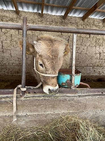 Другие животные: Продаю | Бык (самец) | На откорм, Для разведения — 3